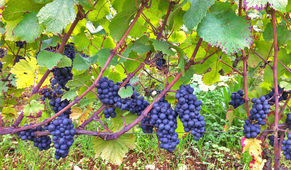008-home-bourgogne-authentique-vigne-raisin